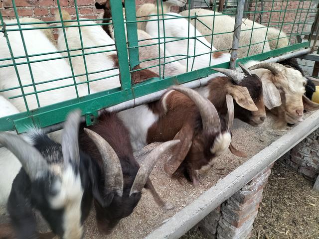 家庭养殖好项目有哪些,土元养殖前景利润如何