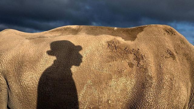 野生动物有哪些图片及名称,野生动物有哪些图片及名称_卡通