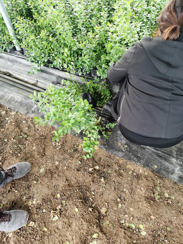 都克蓝莓苗品种介绍,都克蓝莓品种特点介绍