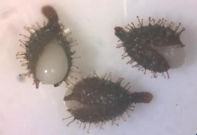 飘浮与漂浮拼音的区别,漂浮的拼音是什么样的