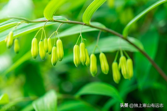 国家正规增大增长药品,男性增长手术多少钱