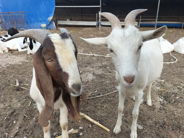 家庭养殖好项目有哪些,土元养殖前景利润如何