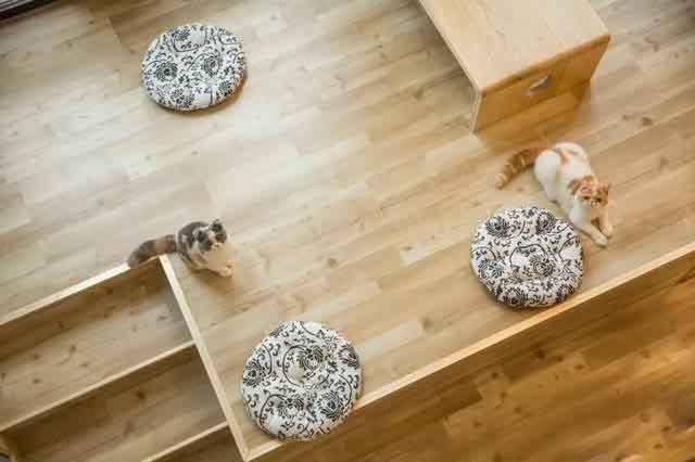 猫咖创业计划书ppt模板,猫咖创业计划书ppt免费下载