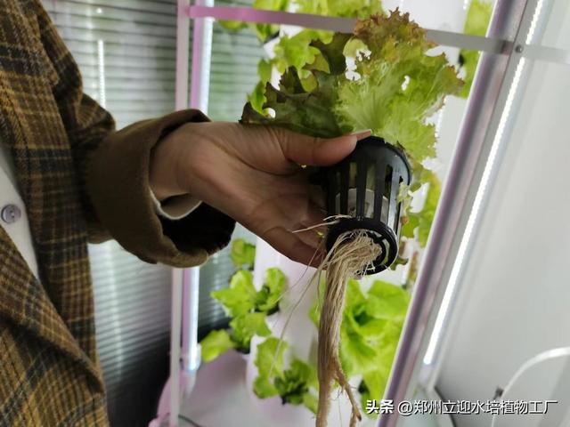 室内无土种植致富项目,家庭小型无土栽培