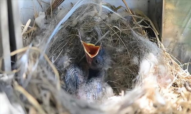 吉祥鸟AC313A,吉祥鸟AC313A在哪里首飞