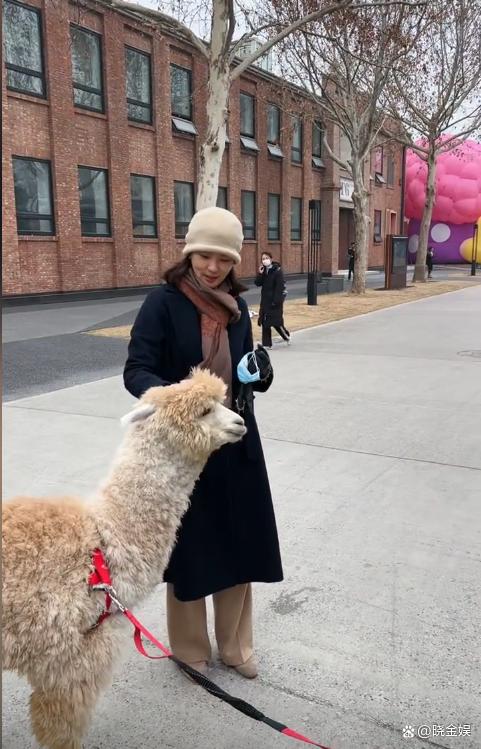 刘芳菲和老百姓零距离，北京街头和遛羊驼的素人亲切交流唠家常