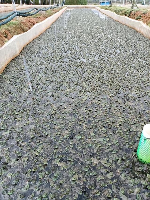 牛蛙市场价多少钱一斤,现在市场上牛蛙多少钱一斤