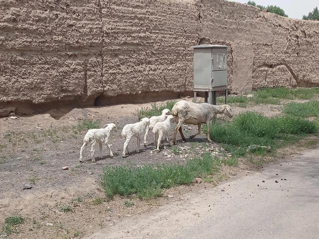 0只波尔山羊一年利润,圈养100只羊一年的利润"