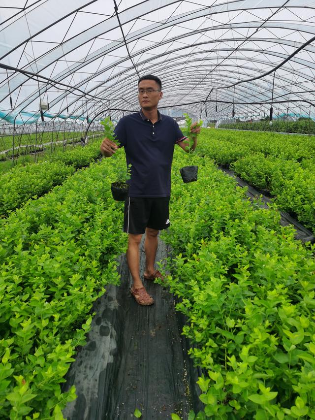 都克蓝莓苗品种介绍,都克蓝莓品种特点介绍