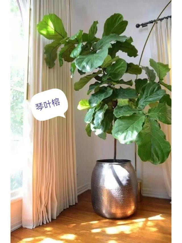 客厅最旺宅的大型植物金钱树,客厅最旺宅的大型植物金钱树非州茉莉哪个比较好