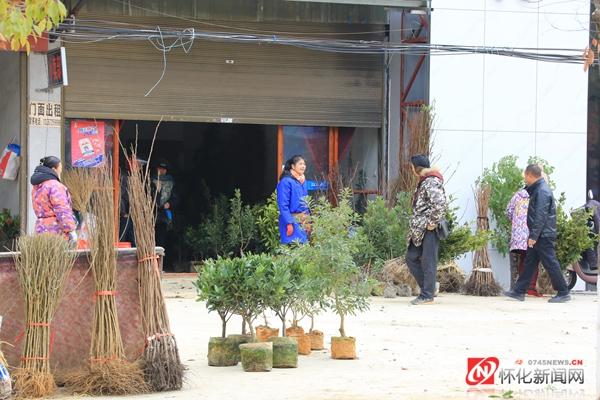 枇杷树苗哪里买,枇杷果树苗批发基地