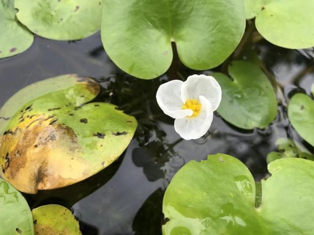 飘浮与漂浮拼音的区别,漂浮的拼音是什么样的