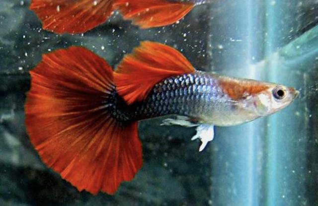 红龙鱼大概多少钱一条,红龙鱼价格多少钱一条