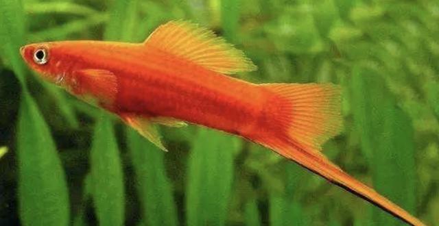 红龙鱼大概多少钱一条,红龙鱼价格多少钱一条