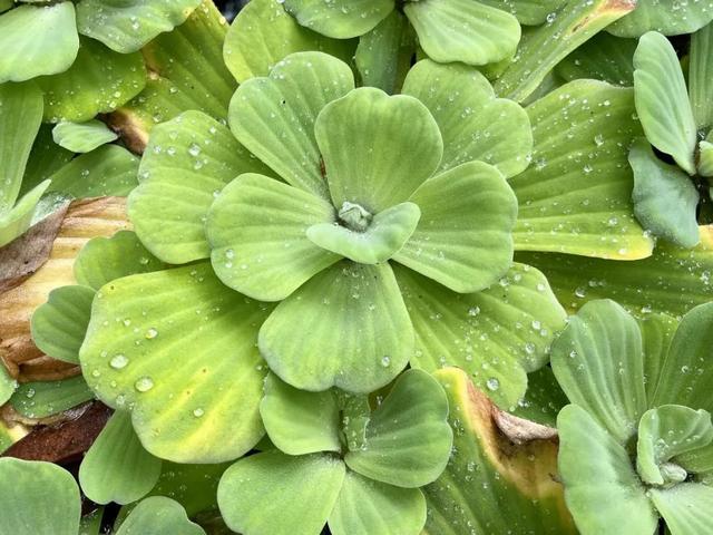 飘浮与漂浮拼音的区别,漂浮的拼音是什么样的