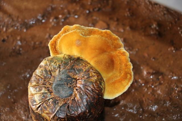 桑黄的功效与作用的功能与主治,桑黄的功效与作用的功能与主治与用量