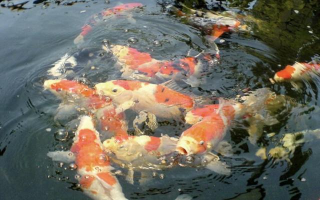 红龙鱼大概多少钱一条,红龙鱼价格多少钱一条