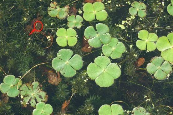 飘浮与漂浮拼音的区别,漂浮的拼音是什么样的