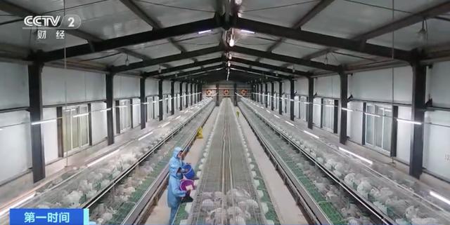 中国种兔厂哪有基地,正规种兔养殖基地