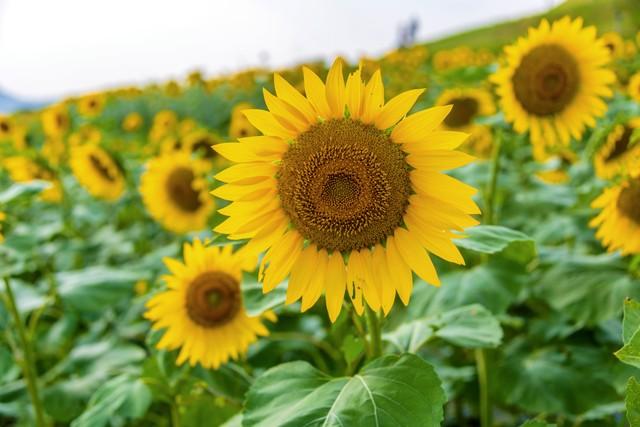 本质上男人和女人是无法沟通的，你认为是真的吗？