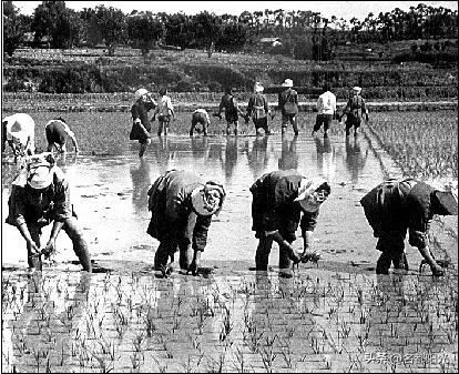 家庭联产承包责任制是哪一年,家庭联产承包责任制是哪一年开始实行的