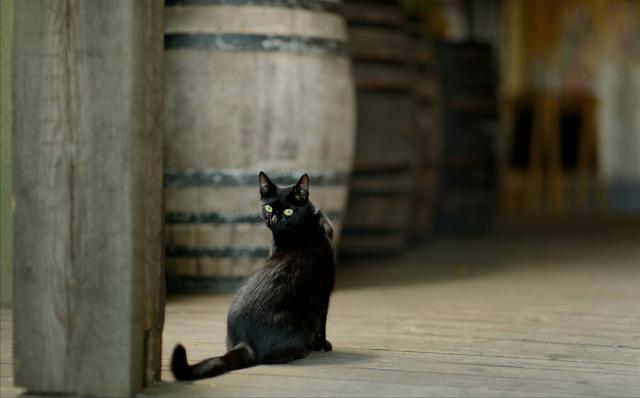 黑猫是什么品种的猫,纯黑的猫一般人养不了