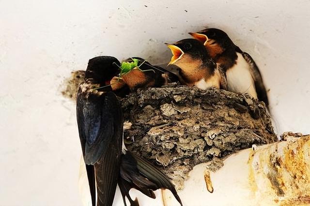 吉祥鸟AC313A,吉祥鸟AC313A在哪里首飞