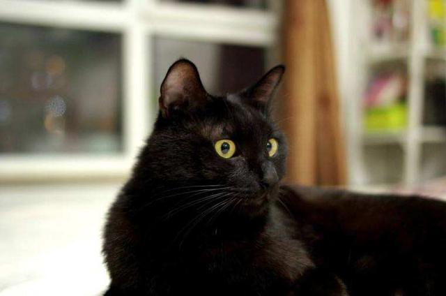 黑猫是什么品种的猫,纯黑的猫一般人养不了
