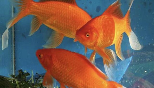 红龙鱼大概多少钱一条,红龙鱼价格多少钱一条