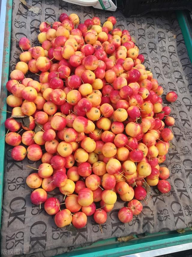 00种水果图片大全,100种水果图片大全名称"