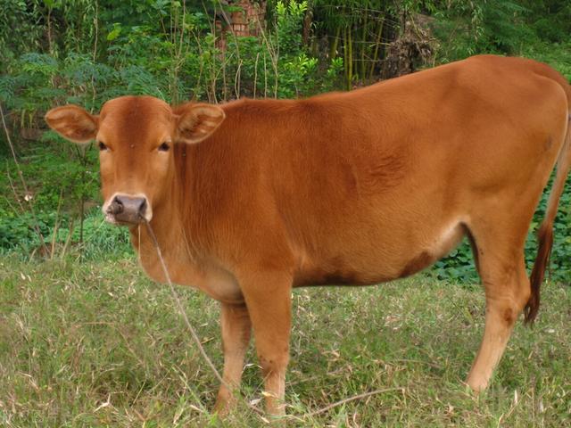 牛状元牛杂店加盟需要多少钱,牛鼎旺牛杂煲加盟费多少钱