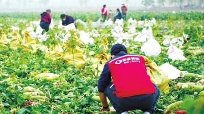 多多买菜东西便宜质量过关吗,拼多多一件代发货源app