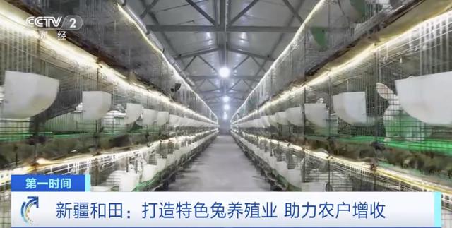 中国种兔厂哪有基地,正规种兔养殖基地