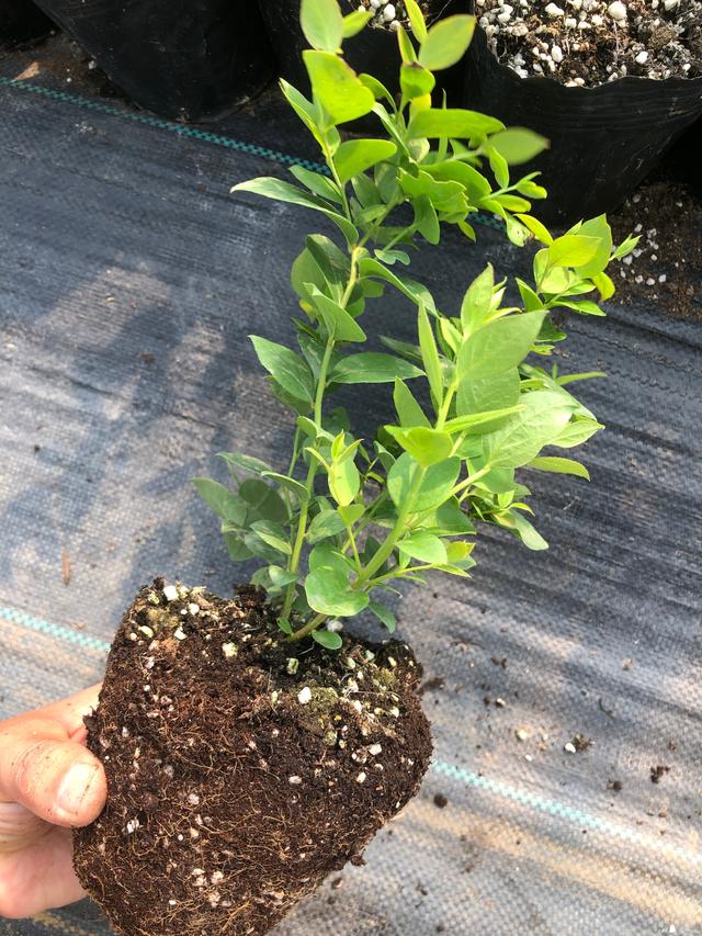 都克蓝莓苗品种介绍,都克蓝莓品种特点介绍