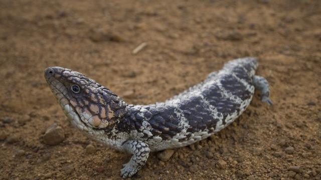 野生动物有哪些图片及名称,野生动物有哪些图片及名称_卡通