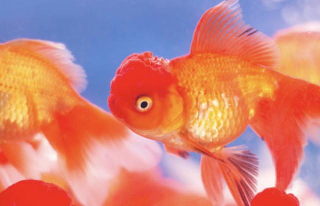 红龙鱼大概多少钱一条,红龙鱼价格多少钱一条