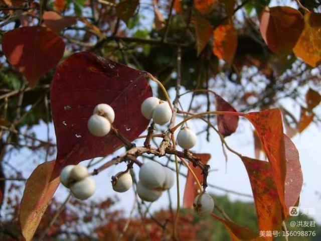 丛生乌桕树价格,乌桕树