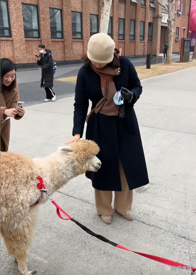 刘芳菲和老百姓零距离，北京街头和遛羊驼的素人亲切交流唠家常
