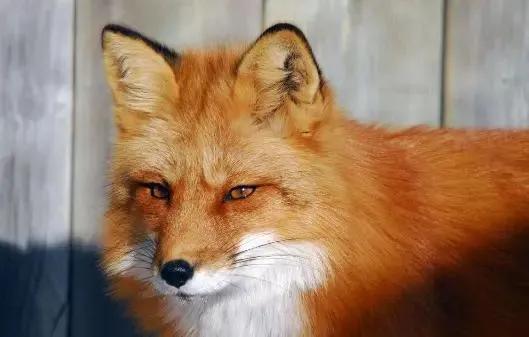 如何判断自己身上有仙还是鬼,晚上害怕鬼怎么办