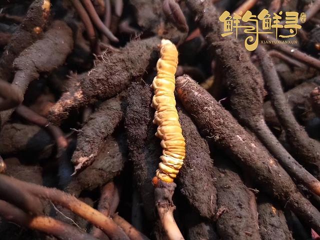 冬虫夏草45元一包好抽吗,冬虫夏草40元一包好抽吗