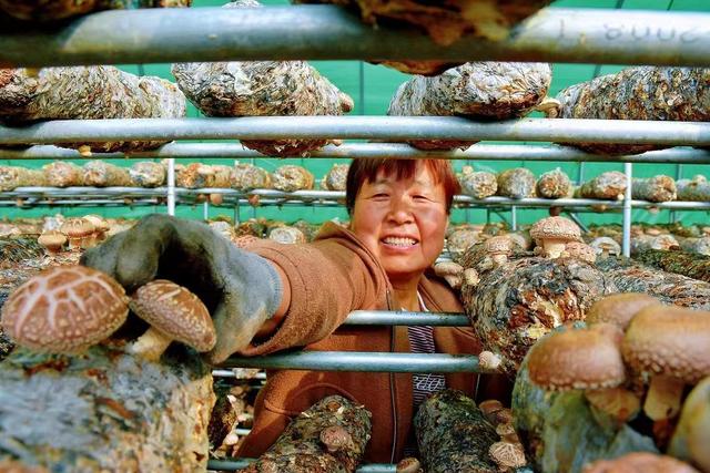 摆摊卖肉夹馍一天能挣多少钱,摆摊卖肉夹馍一天能挣多少钱呢