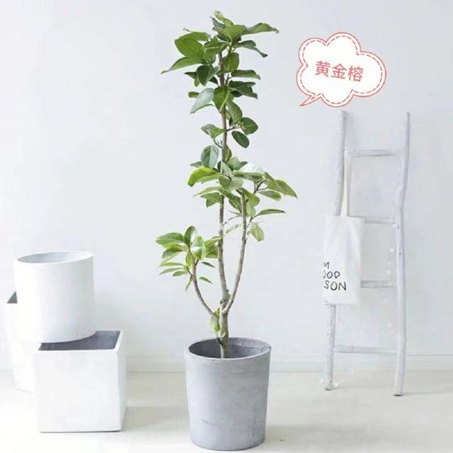 客厅最旺宅的大型植物金钱树,客厅最旺宅的大型植物金钱树非州茉莉哪个比较好