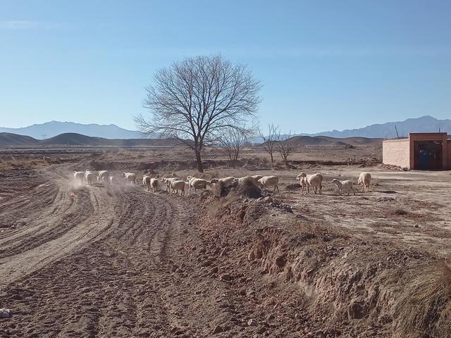 0只波尔山羊一年利润,圈养100只羊一年的利润"
