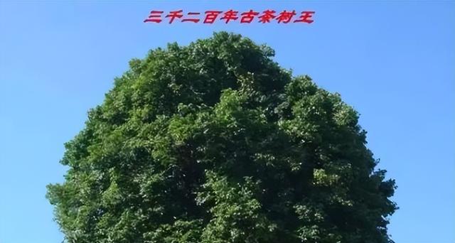 天价_茶叶,天价茶叶蛋