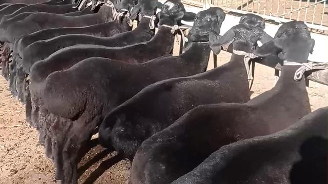 家庭养殖好项目有哪些,土元养殖前景利润如何