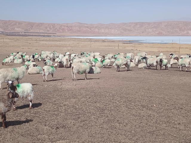 0只波尔山羊一年利润,圈养100只羊一年的利润"