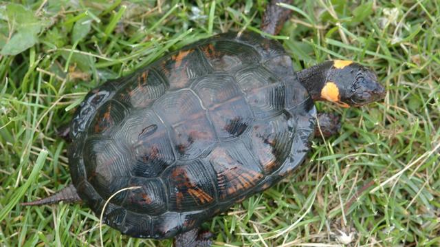 野生动物有哪些图片及名称,野生动物有哪些图片及名称_卡通