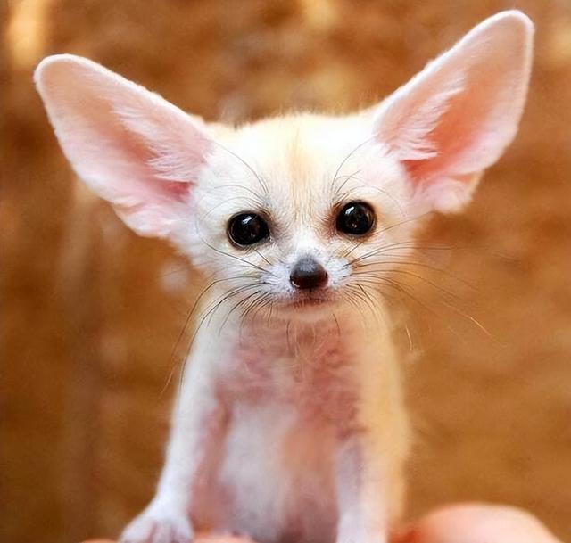 《化蛇》《冷血动物》非麻瓜,冷血动物化蛇变温禽兽非麻瓜