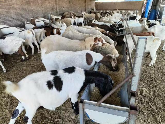 家庭养殖好项目有哪些,土元养殖前景利润如何