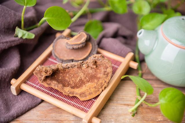 桑黄的功效与作用的功能与主治,桑黄的功效与作用的功能与主治与用量